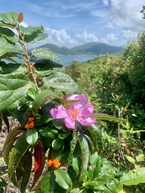 Photo of Hong Kong flower and hills