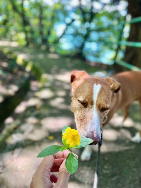 Ginger with flower