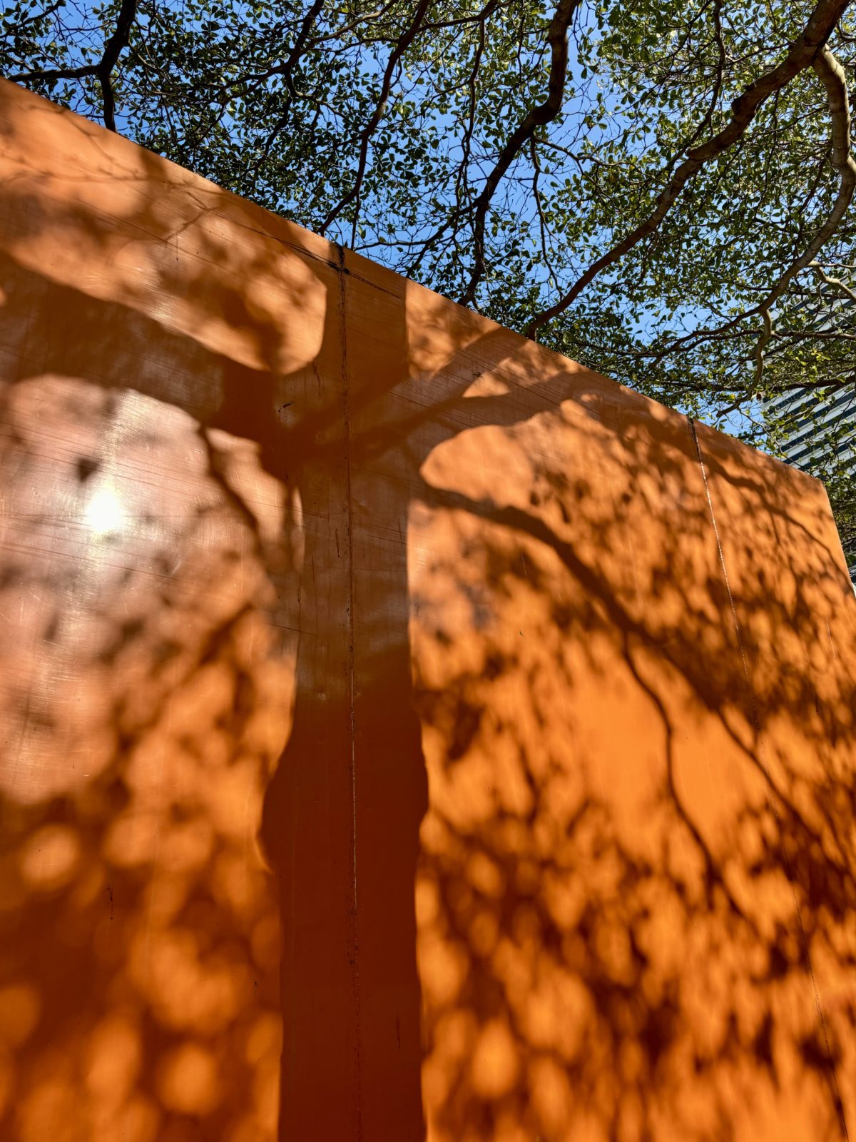 Sun, tree, shadows